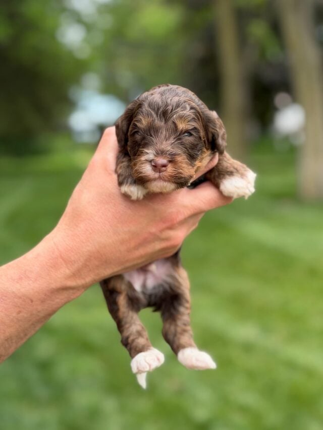 bernedoodle puppy
