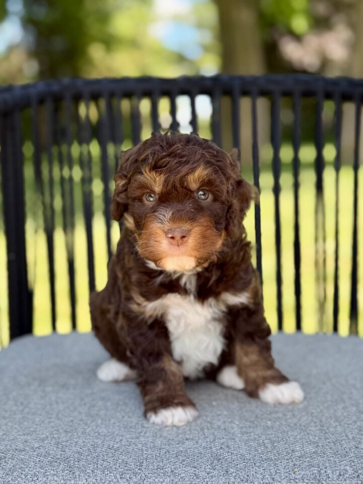 bernedoodle puppy