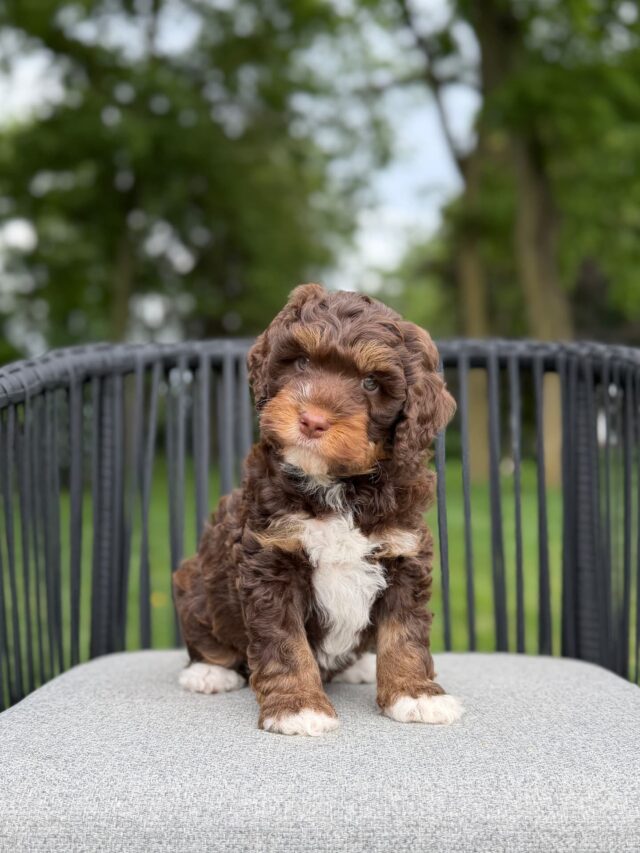 bernedoodle puppy