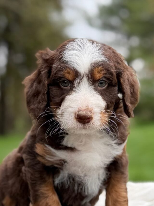 bernedoodle puppy