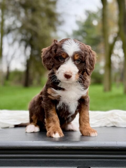 bernedoodle puppy