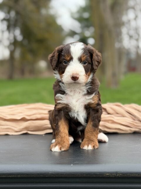 bernedoodle puppy