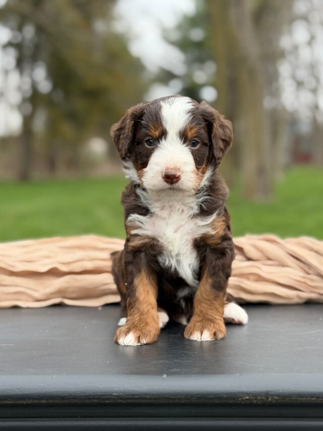 bernedoodle puppy
