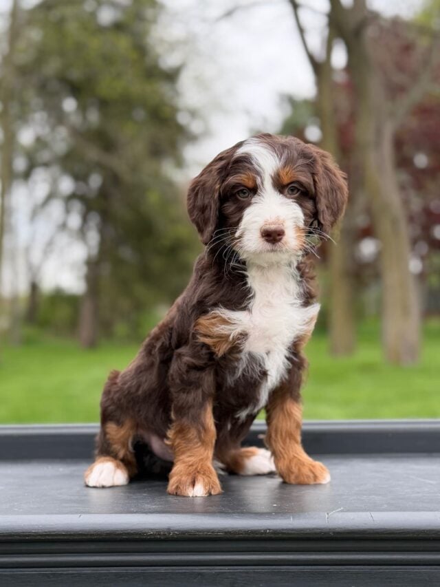 bernedoodle puppy