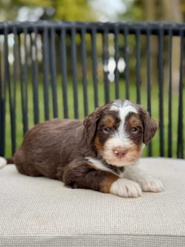 bernedoodle puppy