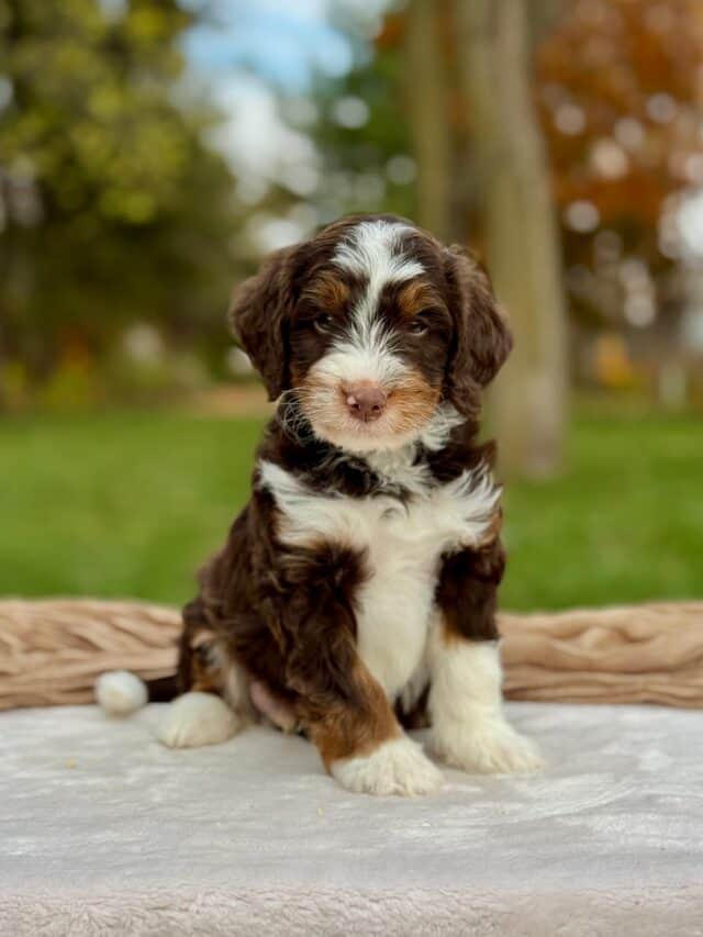 bernedoodle puppy