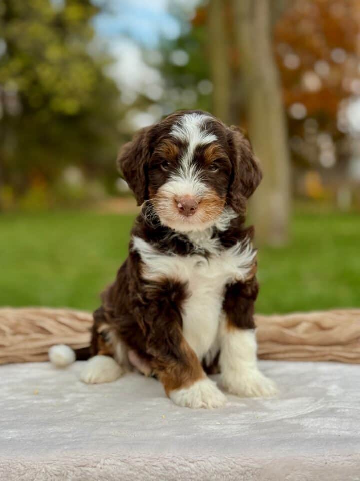bernedoodle puppy