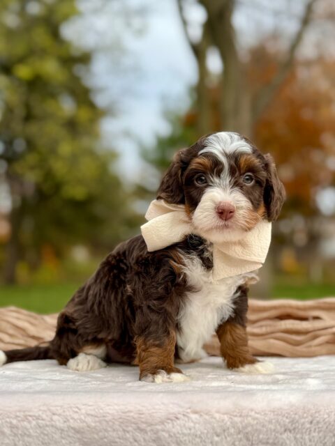 bernedoodle puppy