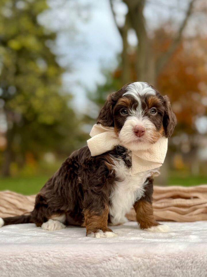 bernedoodle puppy