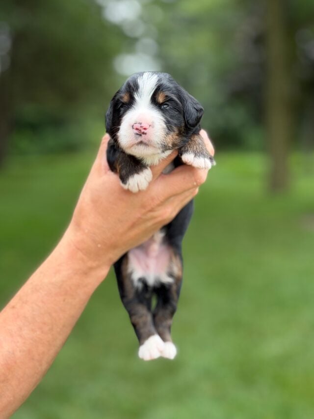 bernedoodles puppy