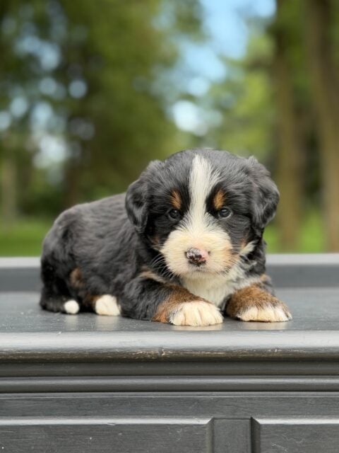 bernedoodle puppy