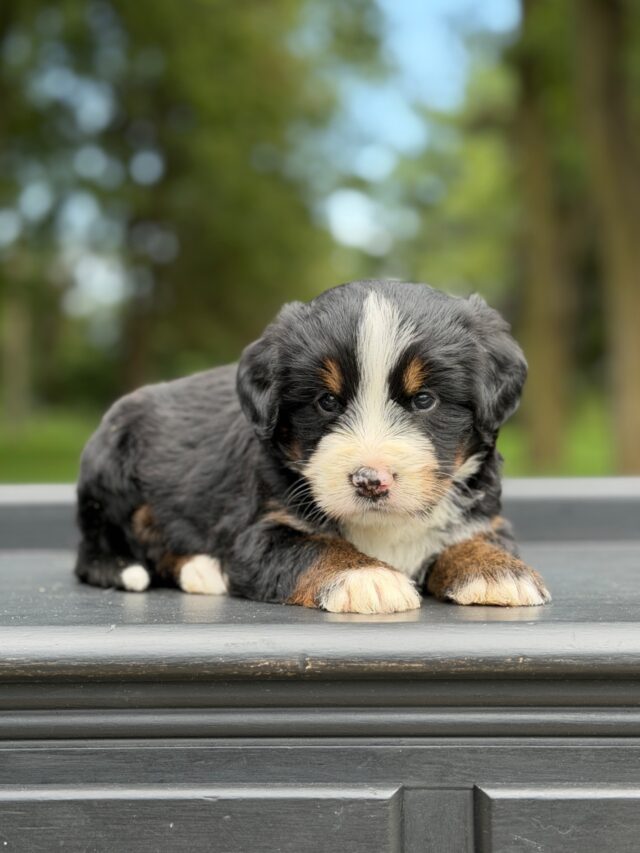 bernedoodle puppy
