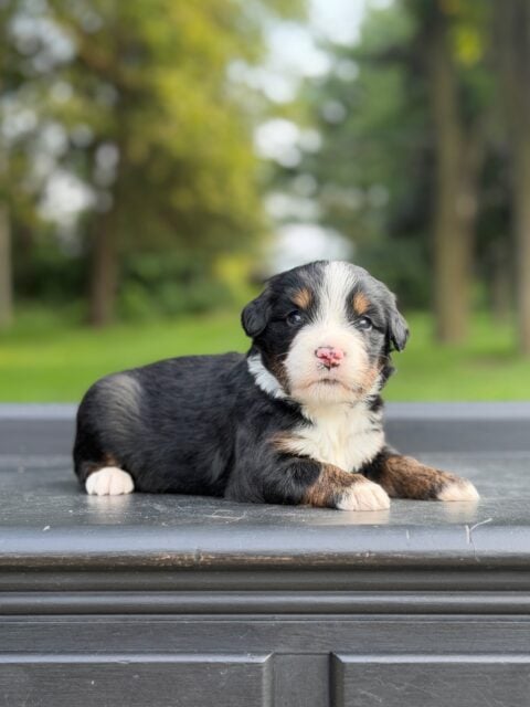 bernedoodle puppy