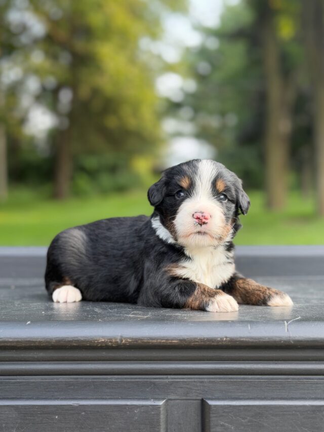 bernedoodle puppy