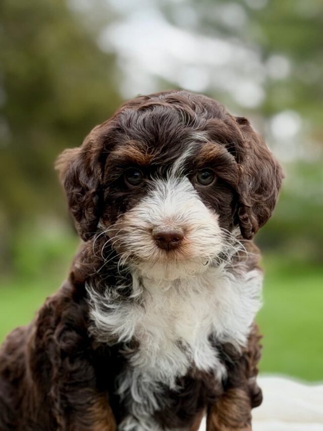 bernedoodle puppy