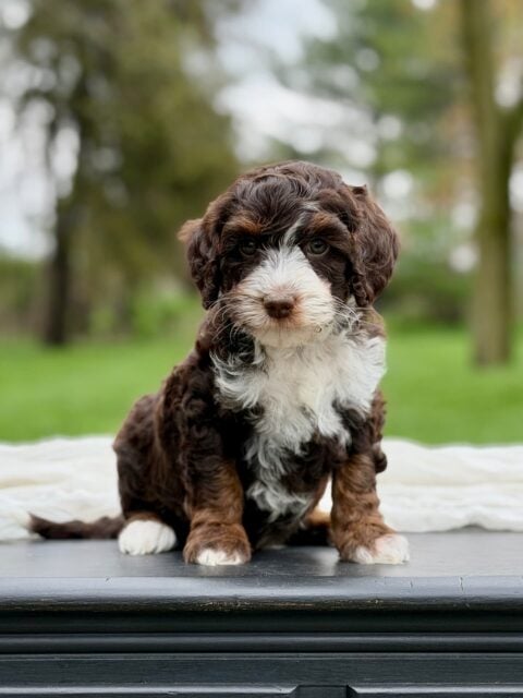 bernedoodle puppy