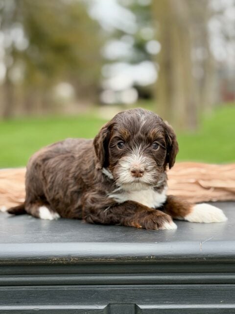 bernedoodle puppy