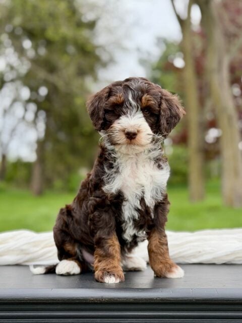 bernedoodle puppy