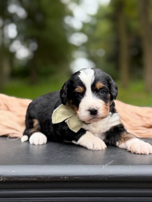 bernedoodle puppy