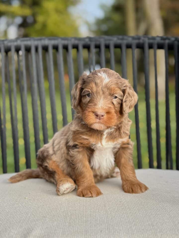 bernedoodle puppy