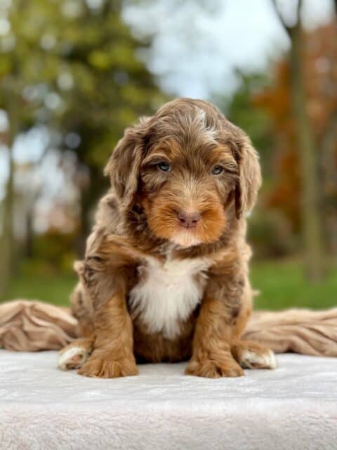 bernedoodle puppy