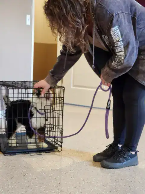 Crate training a Bernedoodle