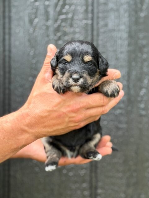 bernedoodle puppy