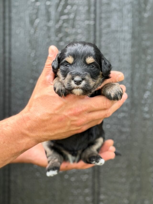 bernedoodle puppy