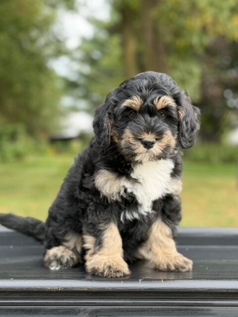 bernedoodle puppy