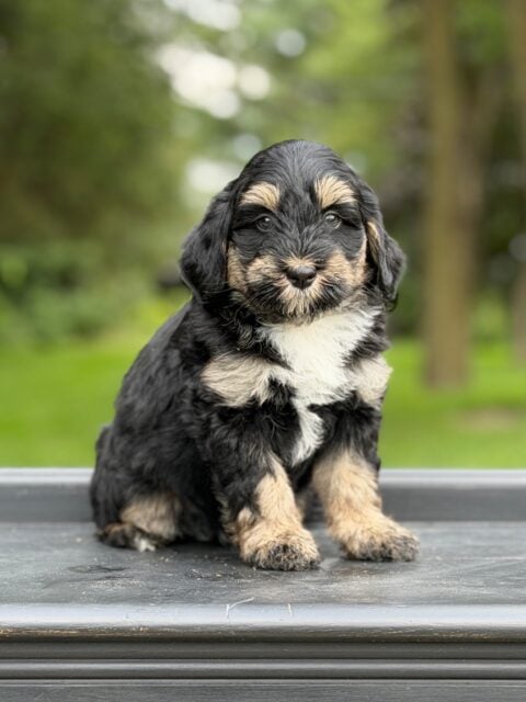 bernedoodles puppy