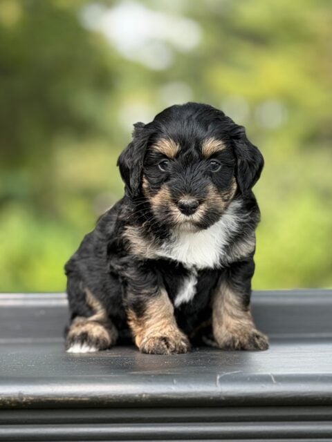 bernedoodle puppy