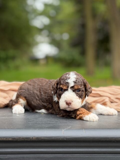bernedoodle puppy