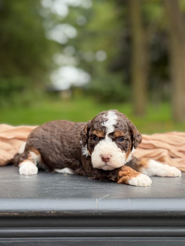 bernedoodle puppy