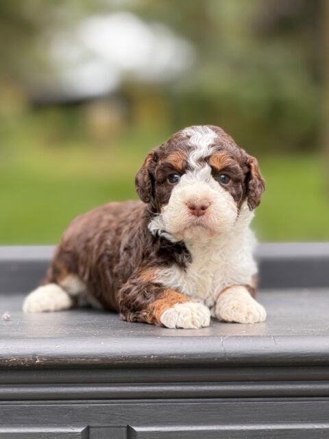 bernedoodle puppy