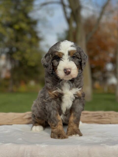 bernedoodle puppy