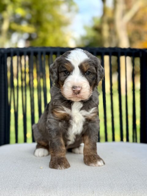 bernedoodle puppy