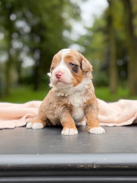bernedoodle puppy