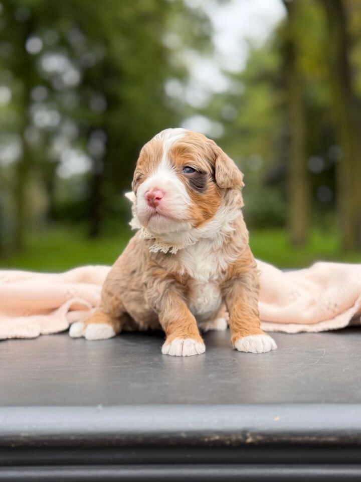 bernedoodle puppy