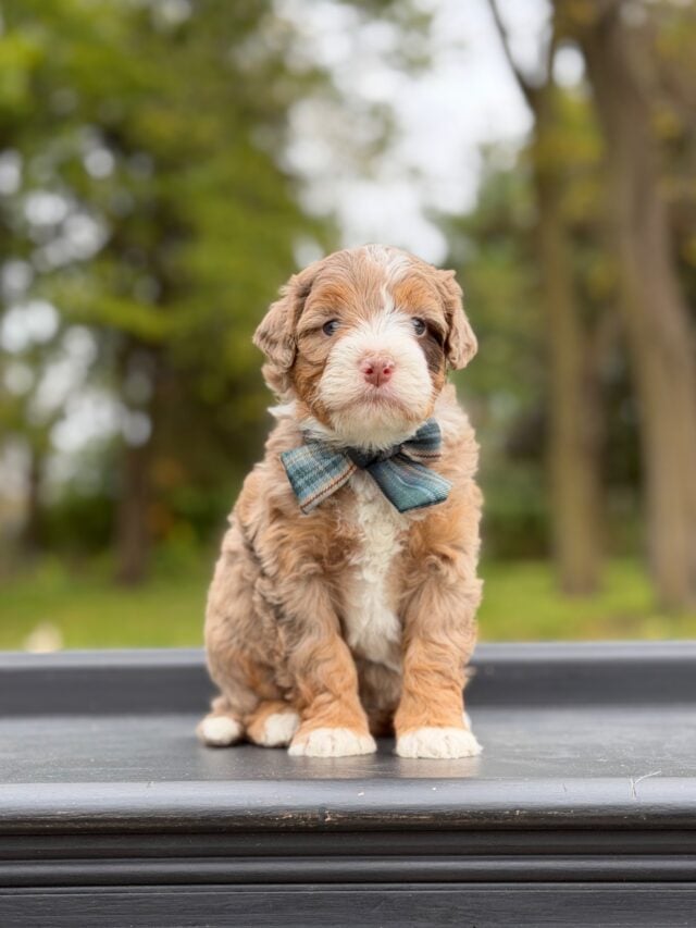 bernedoodle puppy