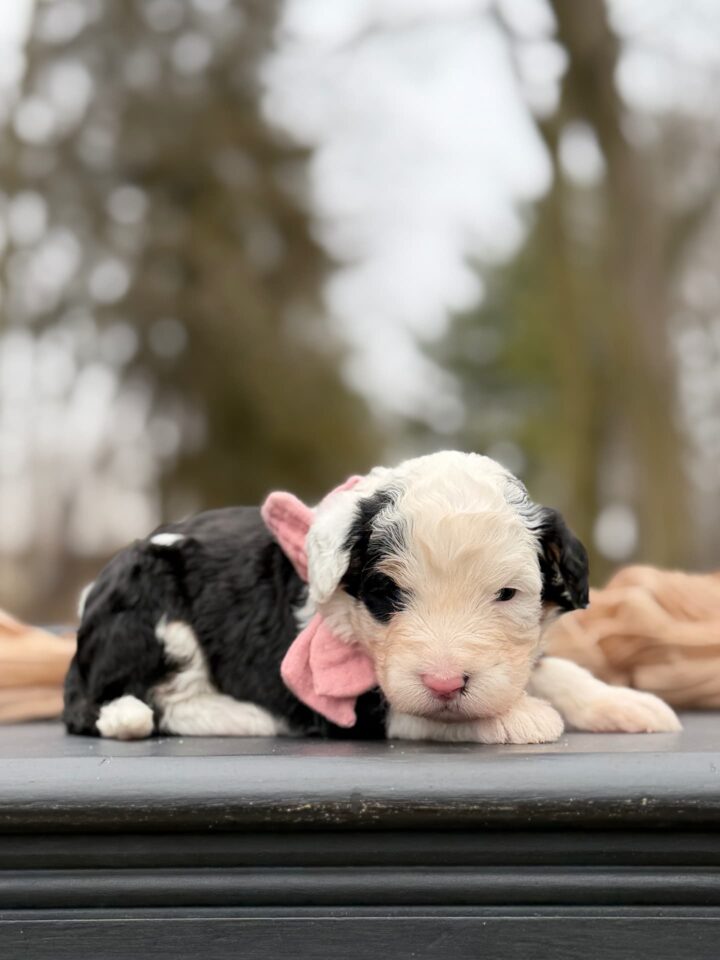 bernedoodle puppy