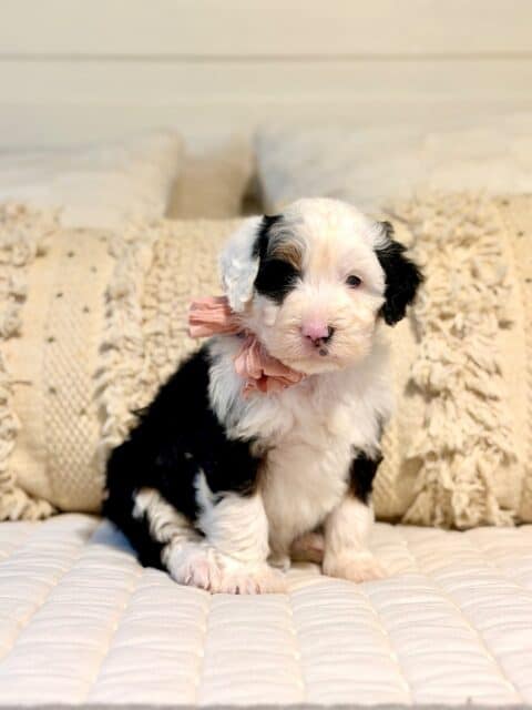 bernedoodle puppy