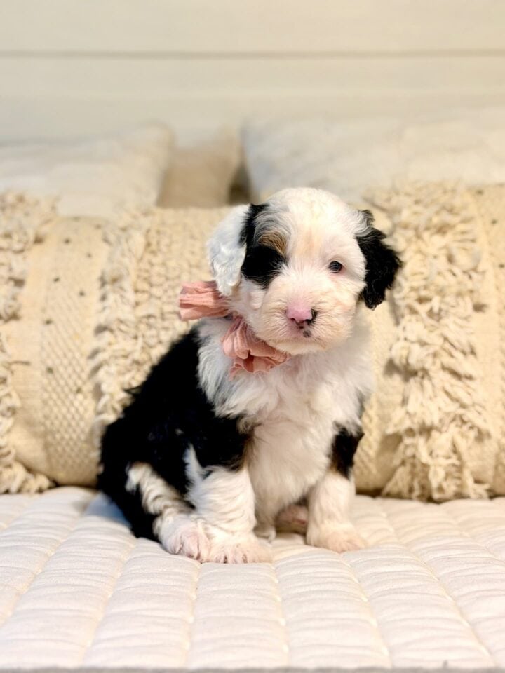 bernedoodle puppy