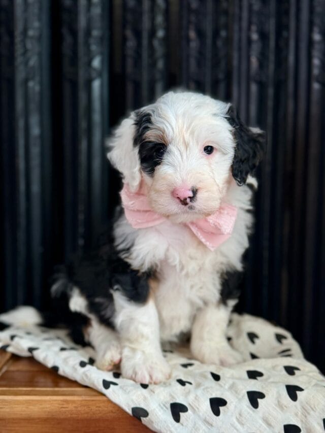 bernedoodle puppy