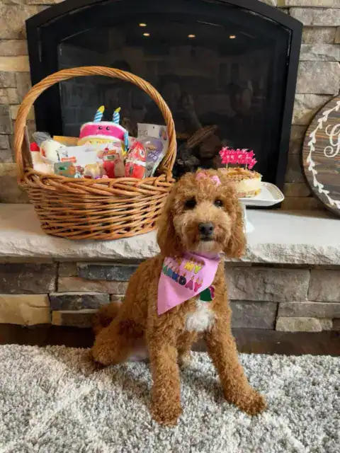 Curly furnished Goldendoodle's birthday party