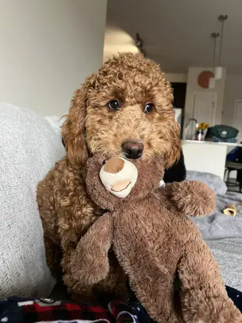 Me and my teddy bear have curly coats.