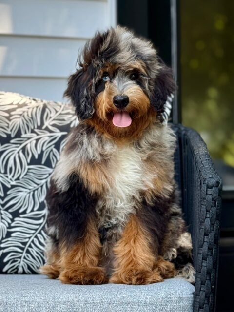 bernedoodle dad