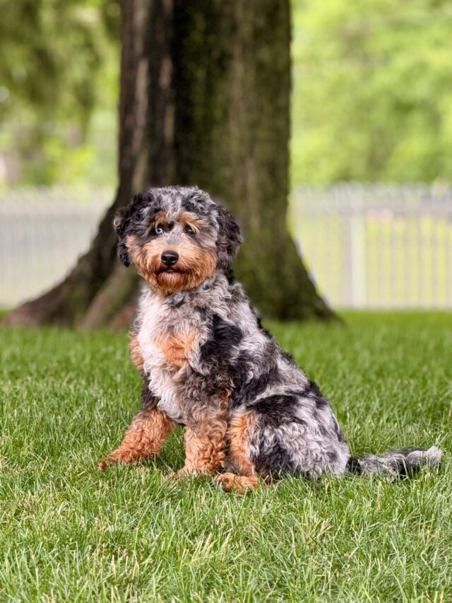 bernedoodle stud