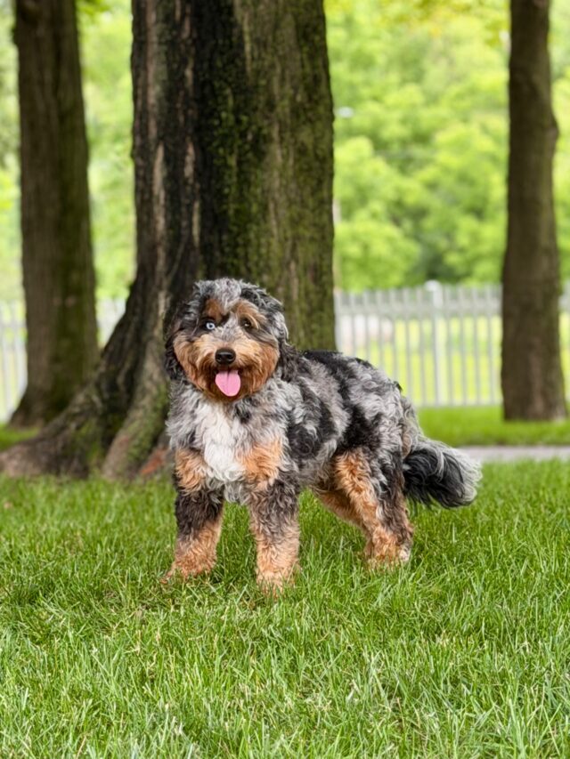 bernedoodle stud