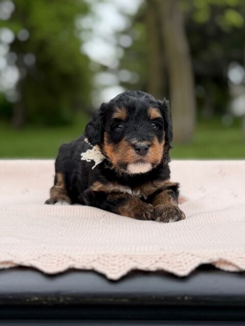 bernedoodle puppy