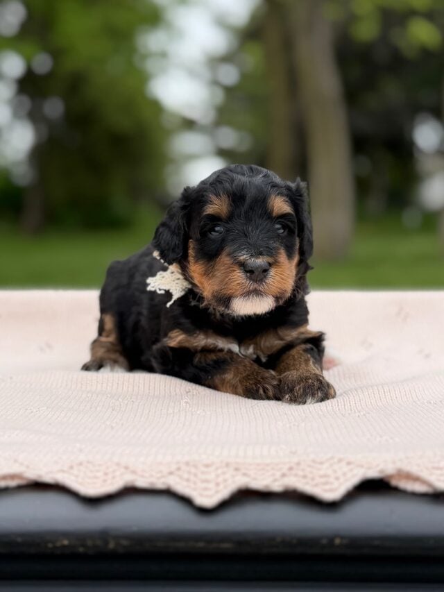 bernedoodle puppy